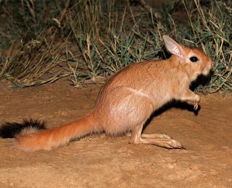 <p>Vic Falls, Chobe NP, Okavango Delta, Bagani, Grootfontein, Etosha NP, Spitzkoppe, Sesriem, Bethanie, Kruger NP</p>