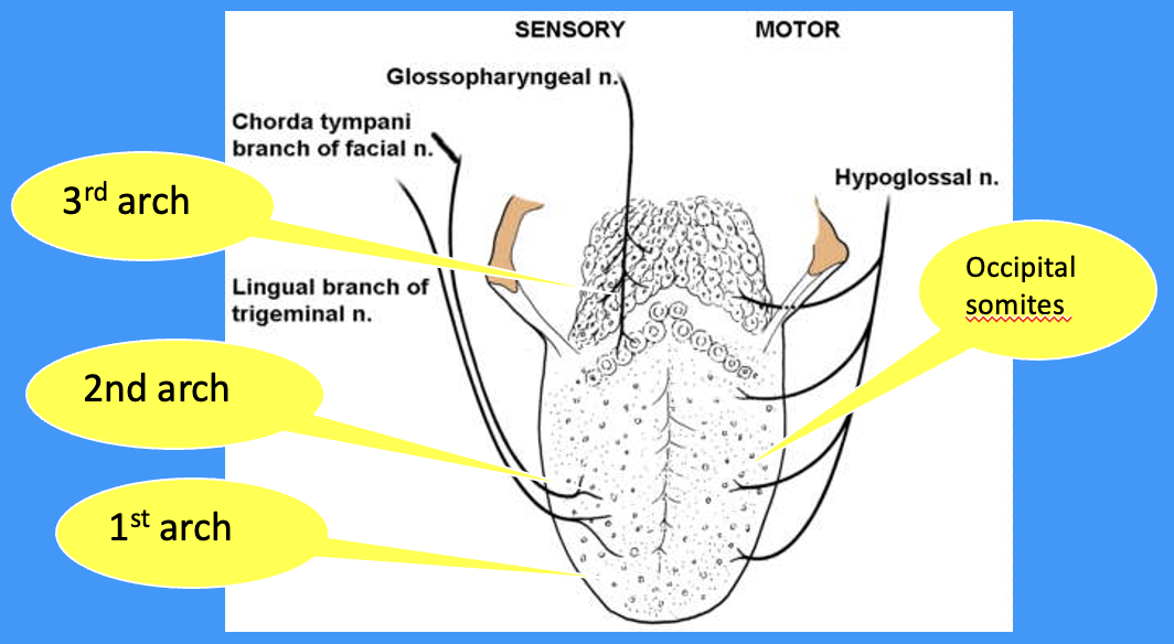 <p>what does the sensory innervation of the tongue tell you about its pharyngeal arch derivation</p>