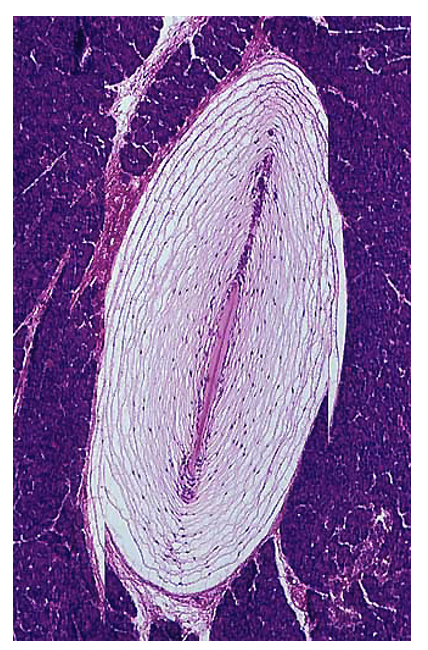 Mecanoreceptors - **pacinian corpuscles**

fast or slow adapting? fire short term or longterm after original stimulus?