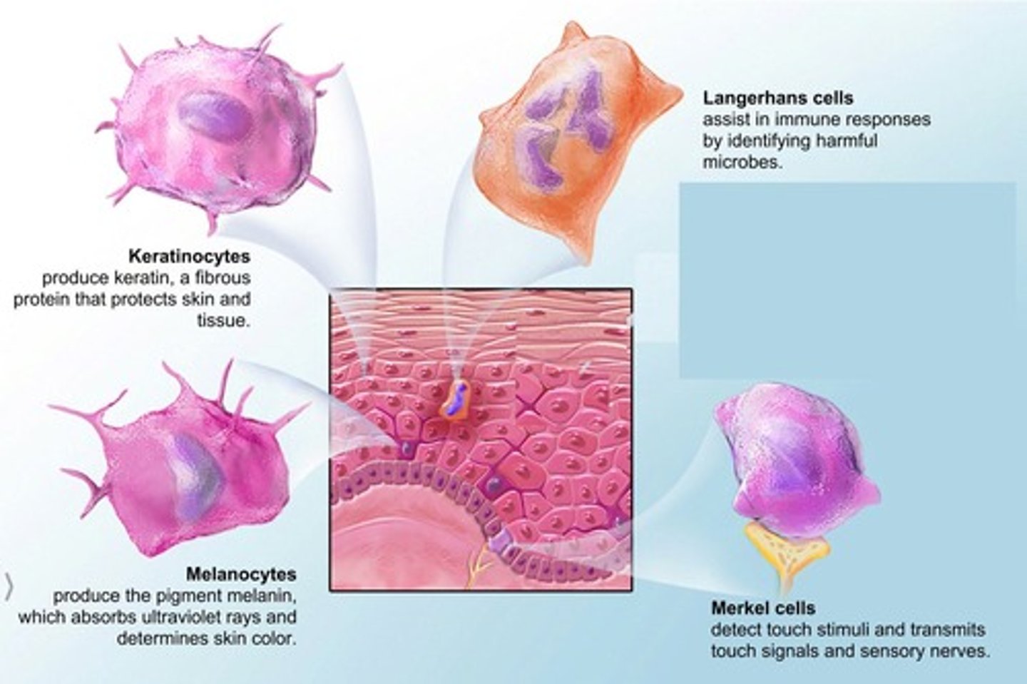 <p>Superficial region of skin made up of epithelial tissue.</p>