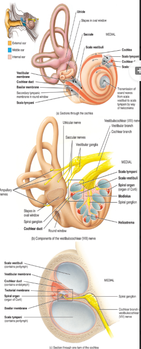 <ul><li><p>this is coiled structure → there are 2.5 coils</p></li><li><p>there are three channels within each of coils</p><ol><li><p>the scala vestibuli</p></li><li><p>the scala tympani</p><ul><li><p>both 1 and 2 contain <strong>perilymph</strong>/are part of the boney labryinth</p></li></ul></li><li><p>the scala media: the cochlear duct</p></li></ol></li></ul><p></p>