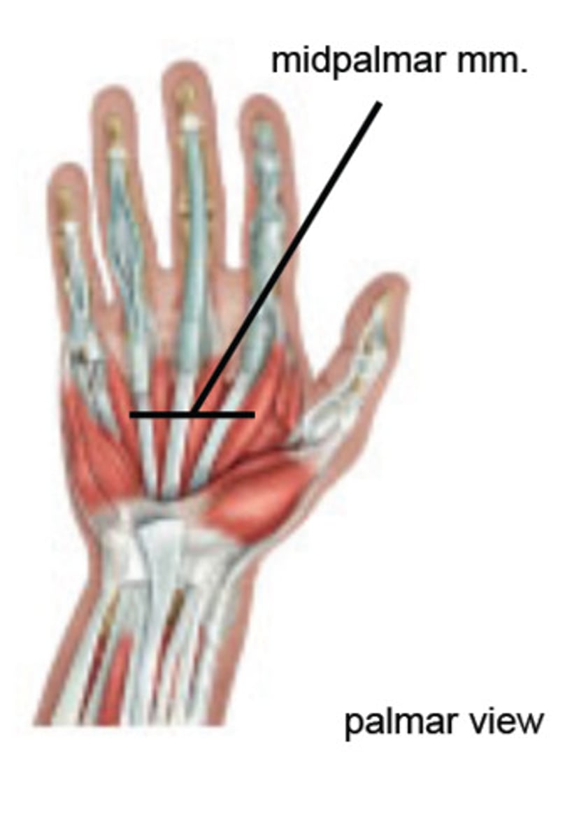 <p>Midpalmar muscles ; extend fingers</p>