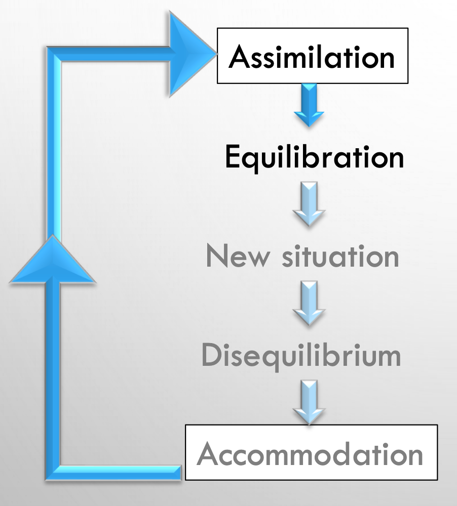 <p>In order to explain how children modify their schemes Piaget proposed two <em>innate</em> processes: organisation and adaptation. </p><p><strong>Organisation</strong> = the predisposition to <em>group particular observations</em> into coherent knowledge, and it occurs both within and across stages of development. </p><ul><li><p>e.g. initially young infants have separate looking, grasping and sucking schemes. Over time these schemes become organised into a more complex multisensory cognitive system that allows the infant to look at an object, pick it up and suck it. This organisation enables the child to learn about the nature of these objects (e.g. their shape, texture and taste).</p></li></ul><p class="p1">However, in order to adapt to environmental demands we also need to incorporate new ideas.</p><p class="p1">Piaget believed that <strong>adaptation</strong> is composed of two processes, called <strong>assimilation </strong>and <strong>accommodation</strong>. </p><ul><li><p class="p1">When faced with a new experience, infants/children try to <em>assimilate</em> this new information by incorporating the information into their existing schemes. </p><ul><li><p class="p1">assimilation allows us to <em>generalise and apply</em> what we know to many individual instances, although it may distort reality and not adapt to it.</p></li></ul></li><li><p class="p1">However, if the information is incongruent, the child needs to adjust their existing concept or generate a new scheme (<em>accommodation</em>).</p></li></ul><p></p>