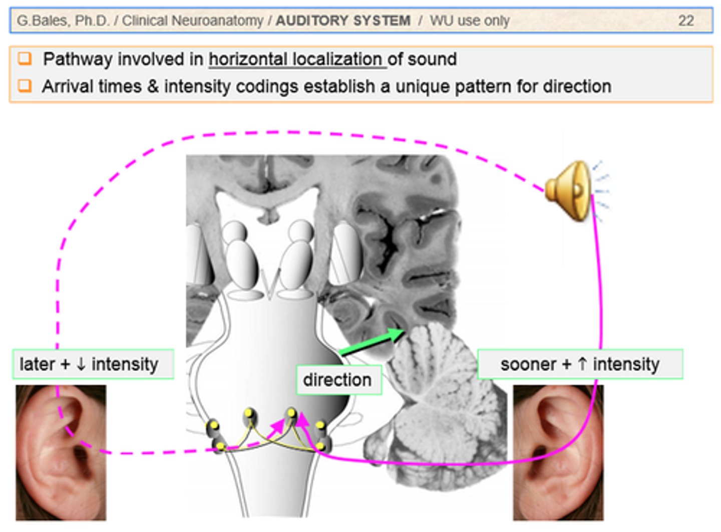 <p>when the brain locates the direction a sound originated from based on which ear the sound strikes first</p>