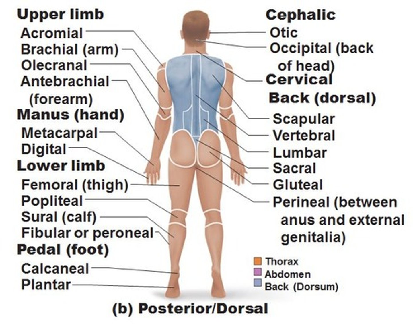 <p>The backside of the body</p>