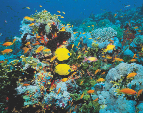 <p>Coral reefs</p>