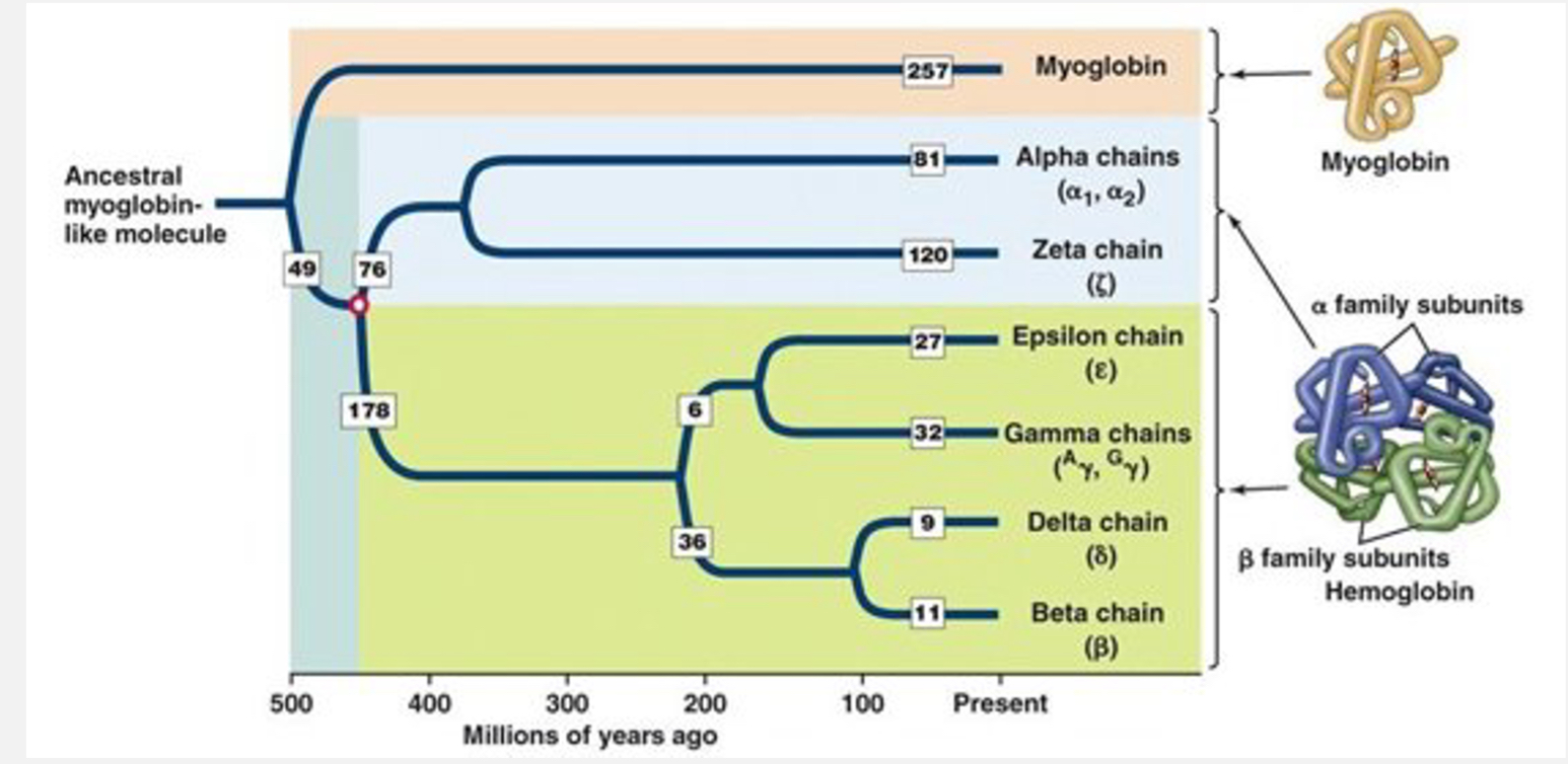 <p><span style="font-family: UICTFontTextStyleBody; font-size: 17px;">Originated from: ancestral duplication which split into myoglobin + hemoglobin → α-like and β-like clusters.</span></p><p class="p1"></p><p class="p1"><span style="font-family: UICTFontTextStyleBody; font-size: 17px;">Stage-specific expression: Embryonic → foetal → adult globins.</span></p><p class="p1"></p><p class="p1"><span style="font-family: UICTFontTextStyleBody; font-size: 17px;">Paralogs retained: By subfunctionalisation and natural selection.</span></p><p class="p1"></p><p class="p1"><span style="font-family: UICTFontTextStyleBody; font-size: 17px;">Includes pseudogenes as evolutionary relics.</span></p><p class="p1"></p><p class="p1"><span style="font-family: UICTFontTextStyleBody; font-size: 17px;">Shows interplay of duplication, divergence, and selection.</span></p>