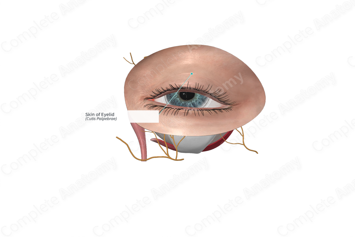 <p><strong>_____</strong></p><p>• Musculofibrous folds in the front of each eye</p><p>• Tarsal plate</p><p><strong>• Muscles</strong></p><p>– Orbicularis oculi (palpebral part)</p><p>– Levator _____ superioris</p>