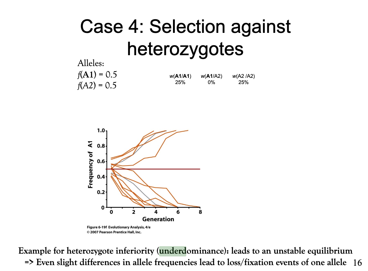 <p>In this case there is a critical threshold. Alleles with frequencies above it are fixed and alleles below it are lost. This threshold is set by the fitness difference of the homozygote phenotypes. In this example, both homozygotes are equally fit, thus the threshold is at a frequency of 50%. If both phenotype frequencies equal to this 50%, they are in an equilibrium. However, the slightest deviations can lead to allele fixation or loss. This is an example of heterozygote inferiority (<strong>underdominance</strong>) that leads to an unstable equilibrium.</p><p>Bild: 1) Dominant, viable allele: A1</p><p>2) Recessive, harmful allele: A2</p><p></p>