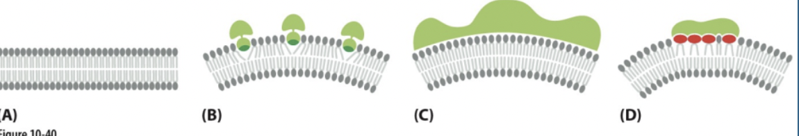 <ul><li><p>membrane protein &amp; lipid composition can influence curvature </p></li><li><p>important for intracellular organelles that need to change shape to create transport vesicles </p><ul><li><p>factors that cause curvature </p><ul><li><p>insertion in one leaflet causes bending </p></li><li><p>curved structure causes bending </p></li><li><p>large polar lipid heads ( phosphatidylinositol) </p></li></ul></li></ul></li></ul>