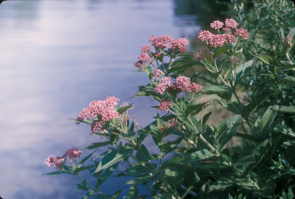 <p>swamp milkweed</p>