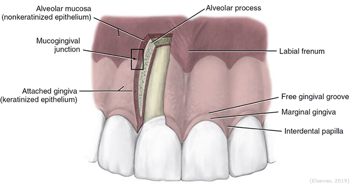 <p><span>Surrounds and supports the teeth in the maxilla and the mandible. It forms when teeth are present and resorbs if teeth are extracted; it consists of alveolar bone proper and supporting alveolar bone.</span></p>
