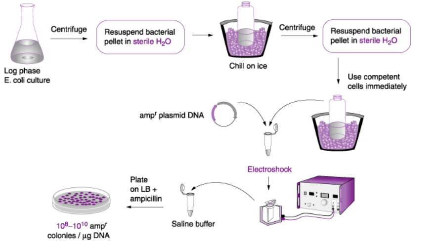 <p>Describe the methods of <strong>bacterial transformation</strong></p>