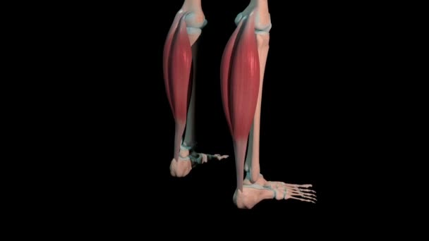 <p>Calf muscle; </p><p>2 heads </p><p> 'Gas pedal = calf'</p>