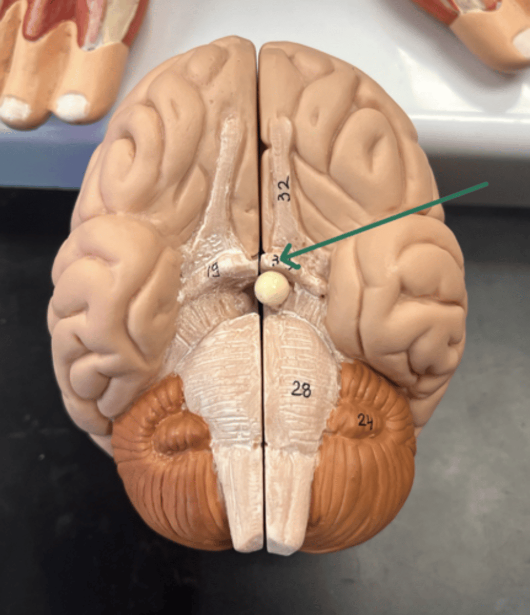 <p>what attaches to this structure?</p>