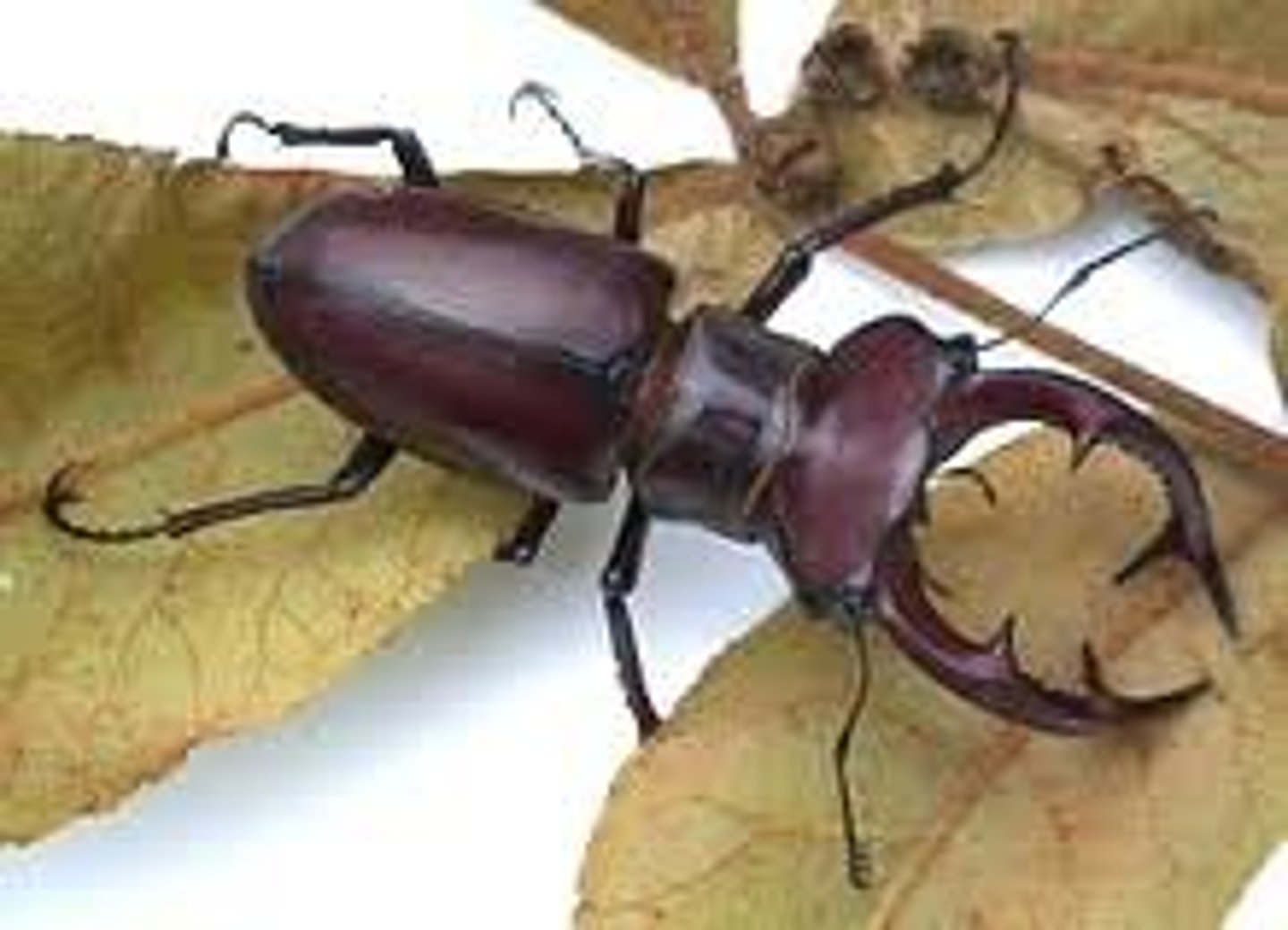 <p>Identify the sex.</p>