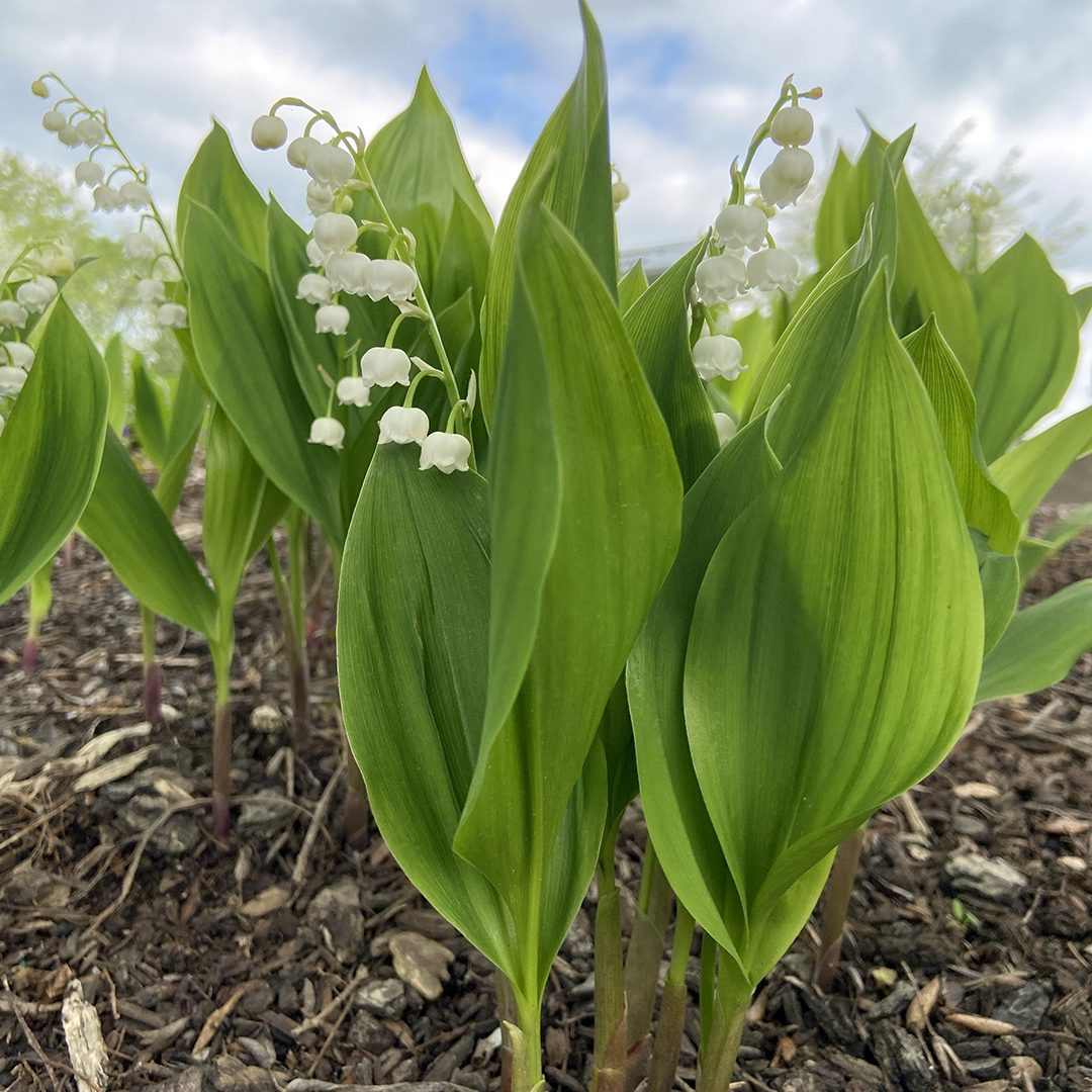 <p>Convallaria majalis</p>