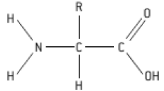<ul><li><p><strong>H</strong> = hydrogen atom</p></li><li><p><strong>NH</strong> or <strong>NH₂</strong> amine group</p></li><li><p><strong><span style="color: red">(-COOH)</span></strong> = carboxyl group</p></li><li><p><strong>R</strong> = r group or radical</p></li></ul>