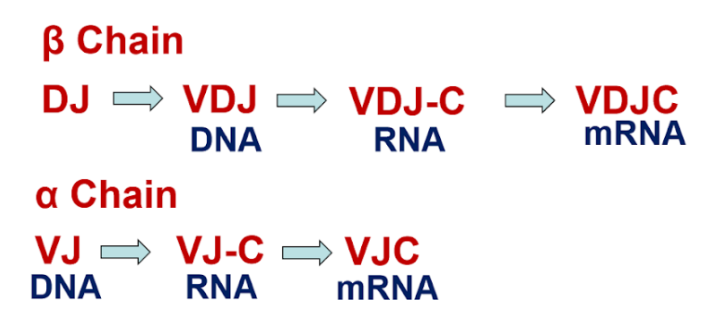 1) alpha chain: V,J

2) Beta chain: V,D,J

\
VDJ= variability, diversity and joining 

\
•Beta chain occurs first

\
•alpha chain occurs second