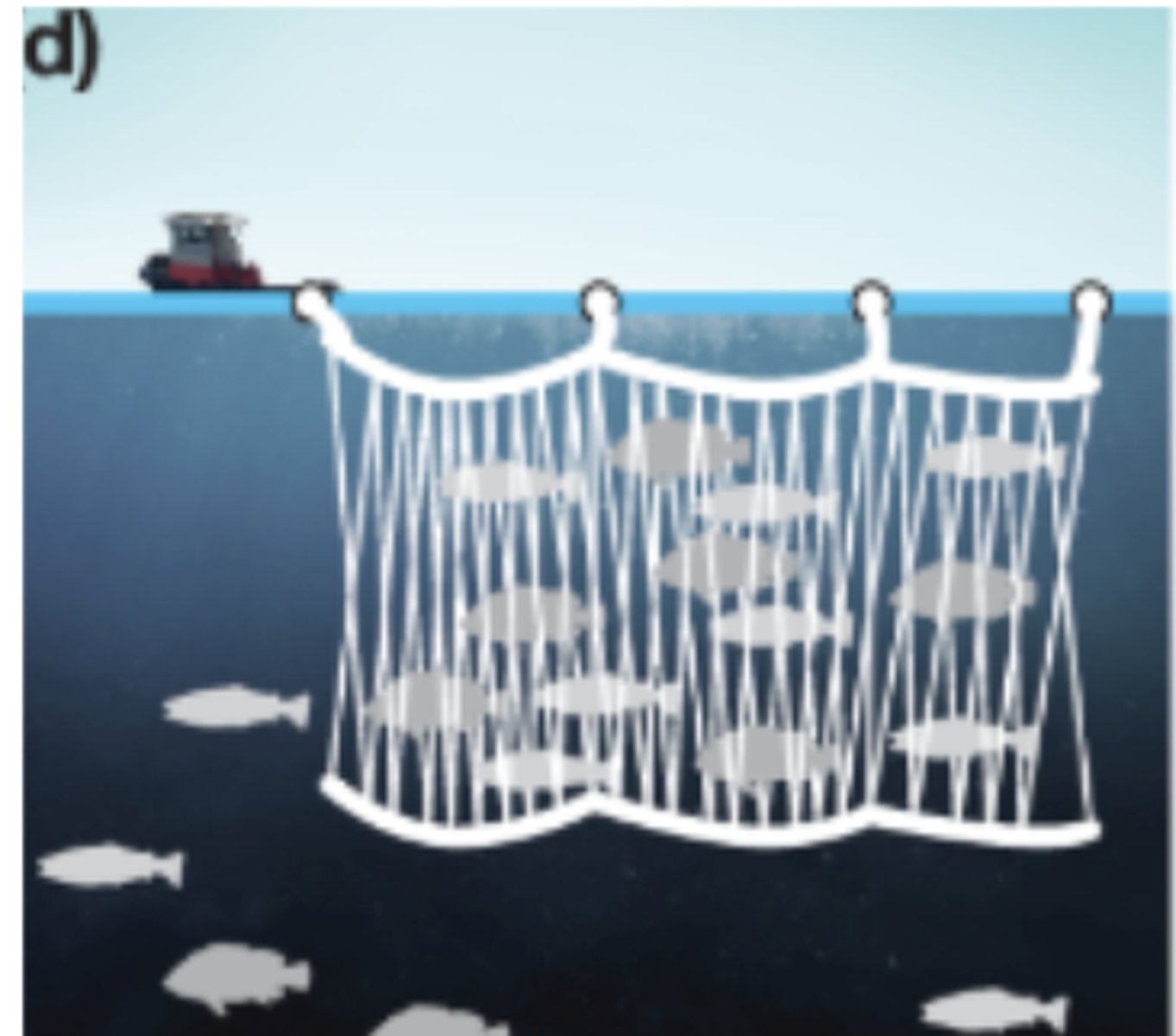 <p>Nets have larger holes in them and are set up like a wall and fish swim into the holes, become caught, and can't escape</p>