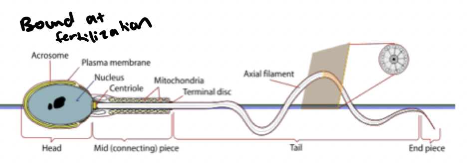 <p>nucleus/head: binds to egg</p><p>acrosome</p><p>midpiece</p><p>tail: motility</p>