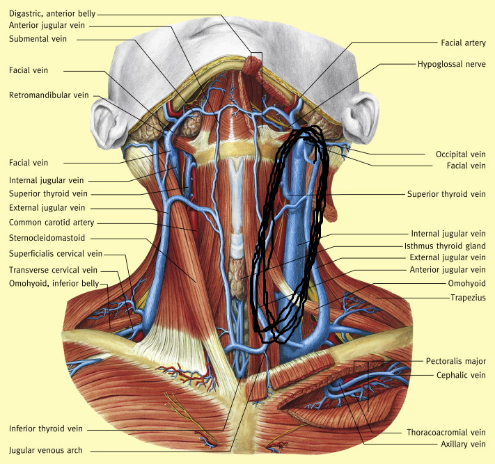 <p>vein of the neck that is on the inside, near the internal carotid artery, and thicker than the external one</p>