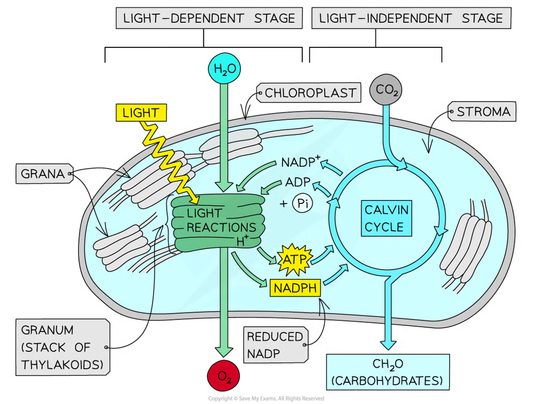 <ul><li><p>nadh produced when h+ combines w/ carrier molecule NADP using e- from photolysis of water</p></li><li><p>atp produced in photophosphorylation (uses H+ gradient generated by photolysis of water</p></li><li><p>energy from atp and h from nadph are passed from ld stage to li stage of photosynthesis</p></li></ul><p></p>