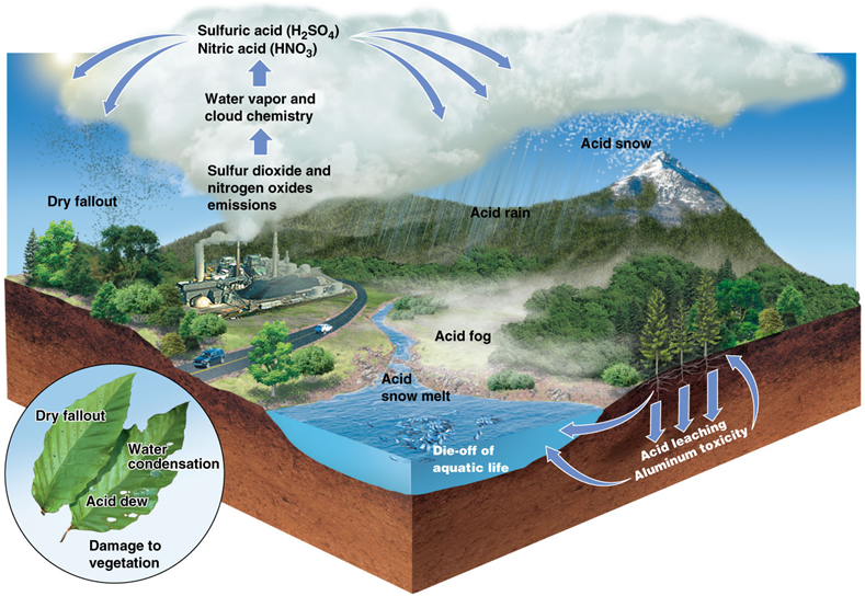 <p><span><span>acid precipitation plus dry-particle fallout</span></span></p><p><span><span>•Affects broad areas of North America, Europe and other industrialized nations</span></span></p><p><span><span>•Precipitation is 10–1,000 times more acidic than usual</span></span></p>
