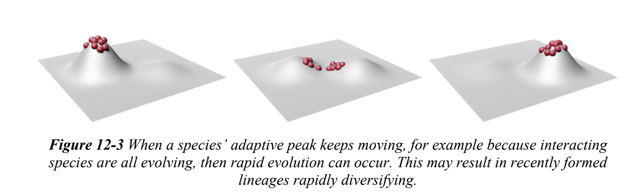 <p>idea that populations must keep adapting via directional selection b/c other species with which they interact are also constantly evolving</p><p>Ex. thicker armor, optimal tooth size inc. and so on</p>
