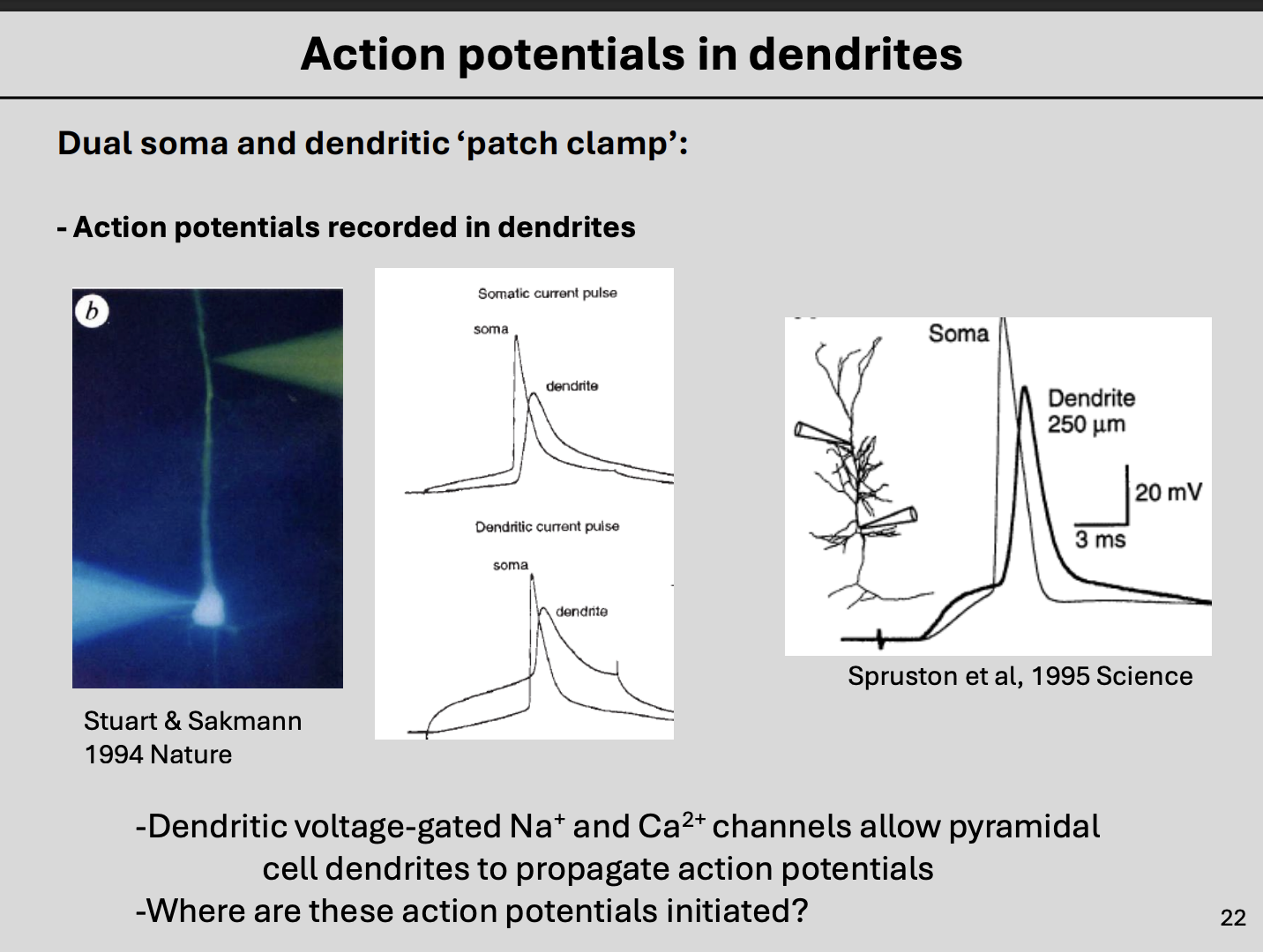 <ul><li><p>simultaneous patch clamp recordings at the soma and in the dendrites of a pyramidal neuron showed:</p><ul><li><p>Voltage-gated Na+ channels that resembled the action potential</p></li><li><p>seen in <strong>dendrite recordings</strong></p></li></ul></li></ul><p></p><p></p>