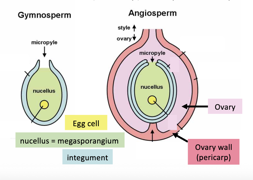 <p>angiosperms enclose ovule in ovary…fruit develops from ovary tissue (ripening)</p><p>angios only group to have fruit and flowers</p>