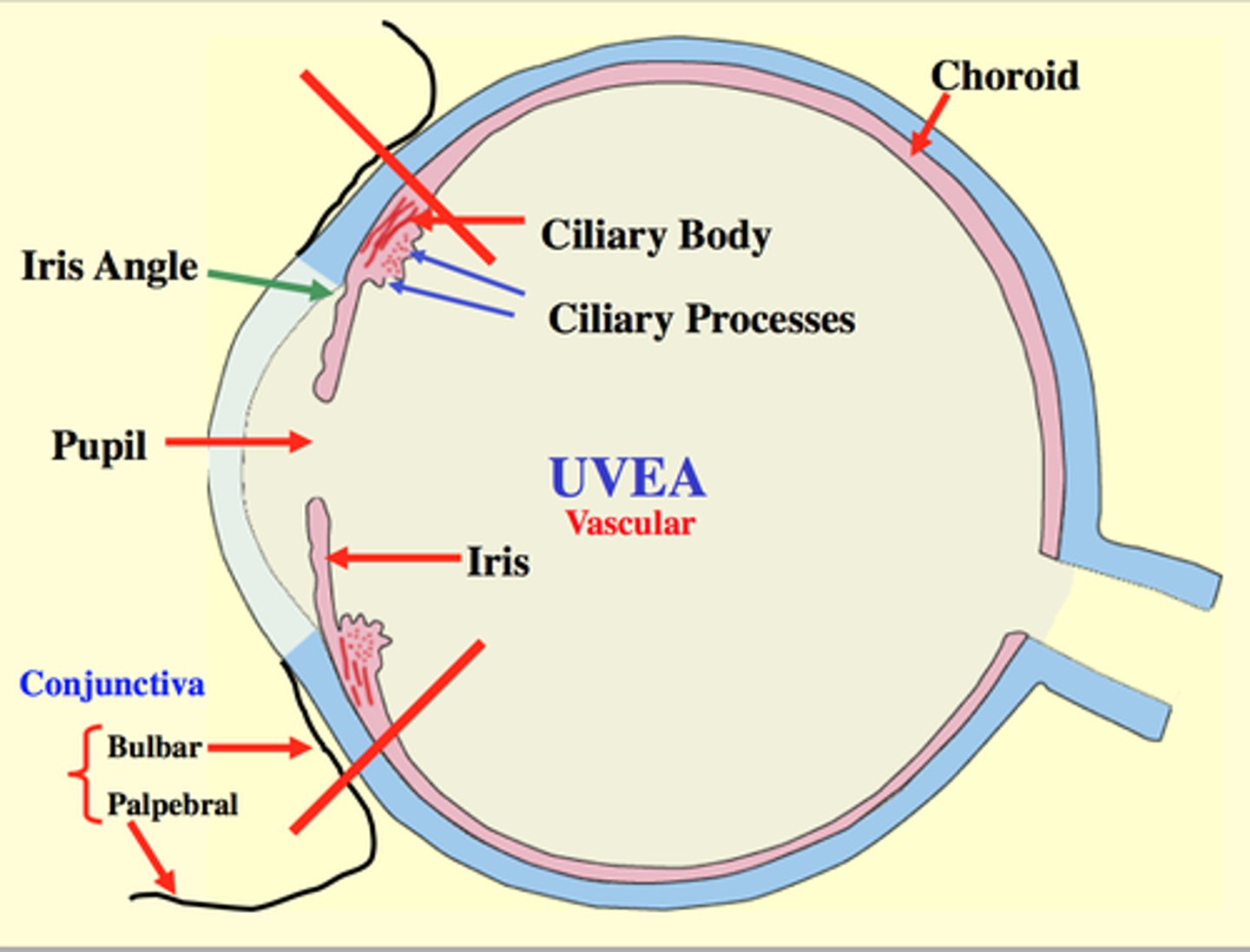 <p>contains blood vessels, forms iris and ciliary body in the anterior chamber and the choroid in the interior chamber</p><p>-high pigment in iris= brown iris</p><p>-low pigment=blue or green eyes</p>