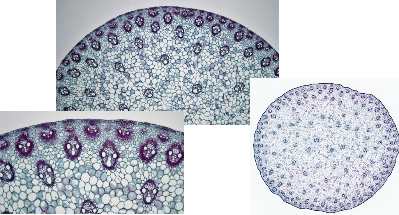 <p>Is this a root, stem, or leaf? Monocot or dicot?</p>