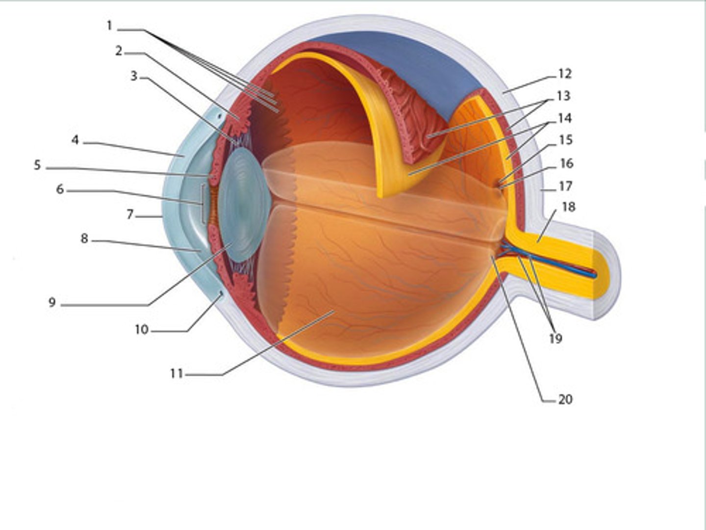 <p>19</p><p>Supply retina with nutrients, only area in body where blood vessels can be directly observed</p>