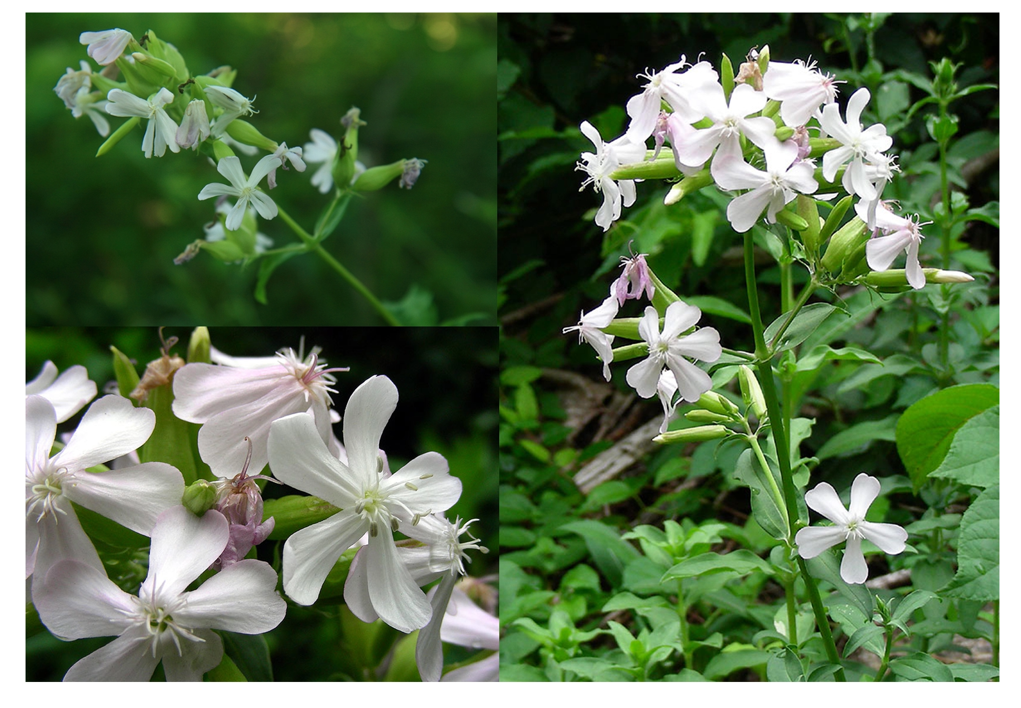 <p>(dichasium, free-central, capsule) </p>