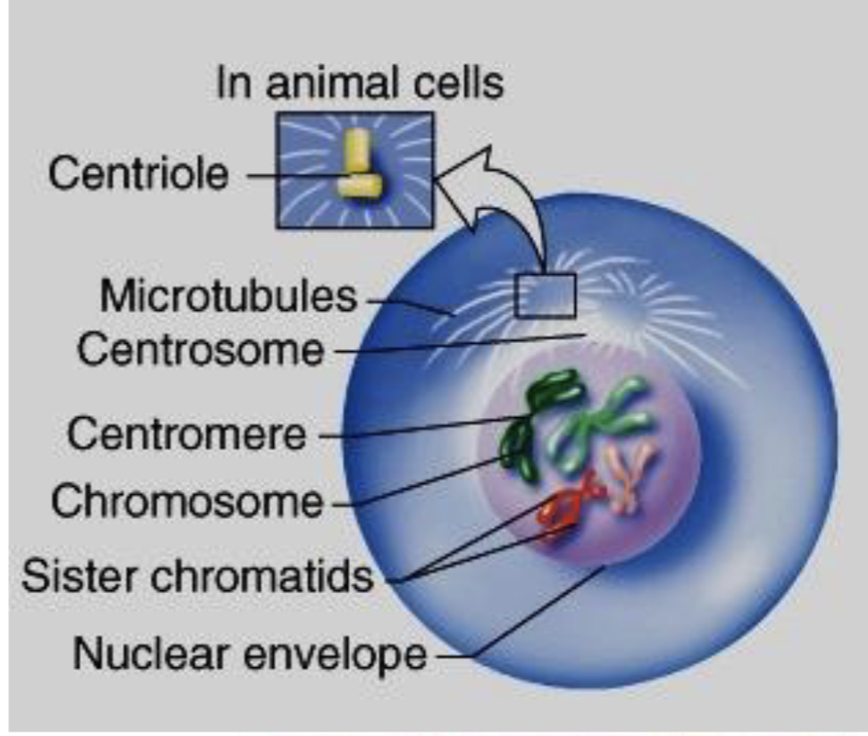 <p>which phase in mitosis?</p>