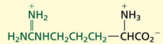 <p>Basic</p><p>POLAR→ positive charge</p>