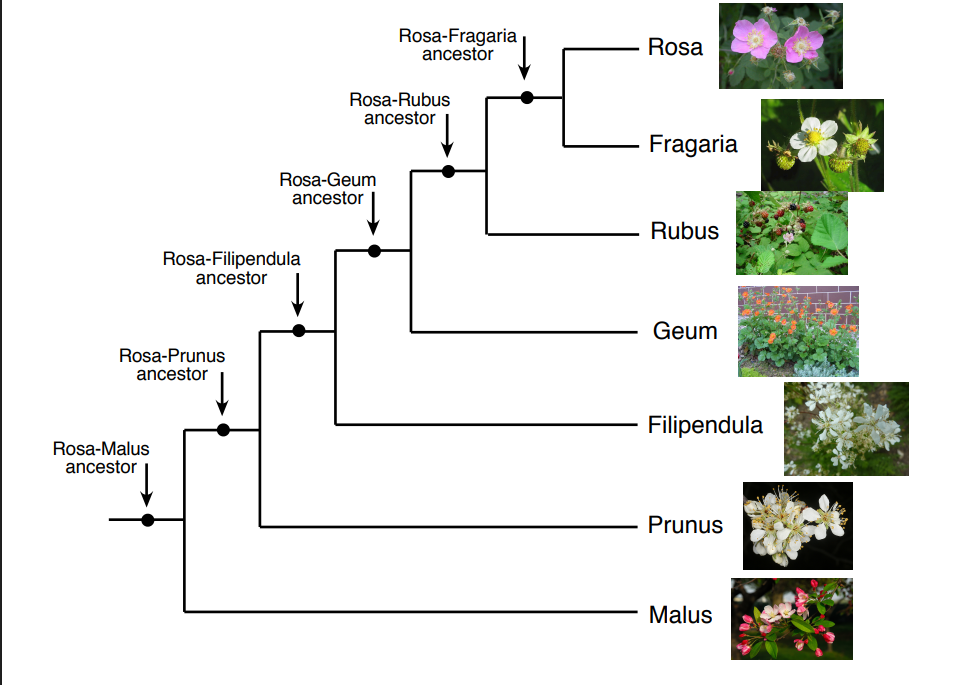 <p>in the phylogenetic tree, which species is the least related to rosa?</p>