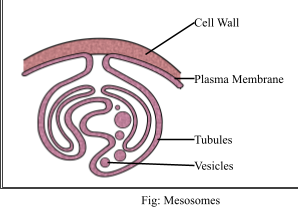 <ul><li><p>Extensions of the plasma membrane into the cell </p></li><li><p>Vesicles, Tubules, Lamellae</p></li></ul><p></p><p></p>