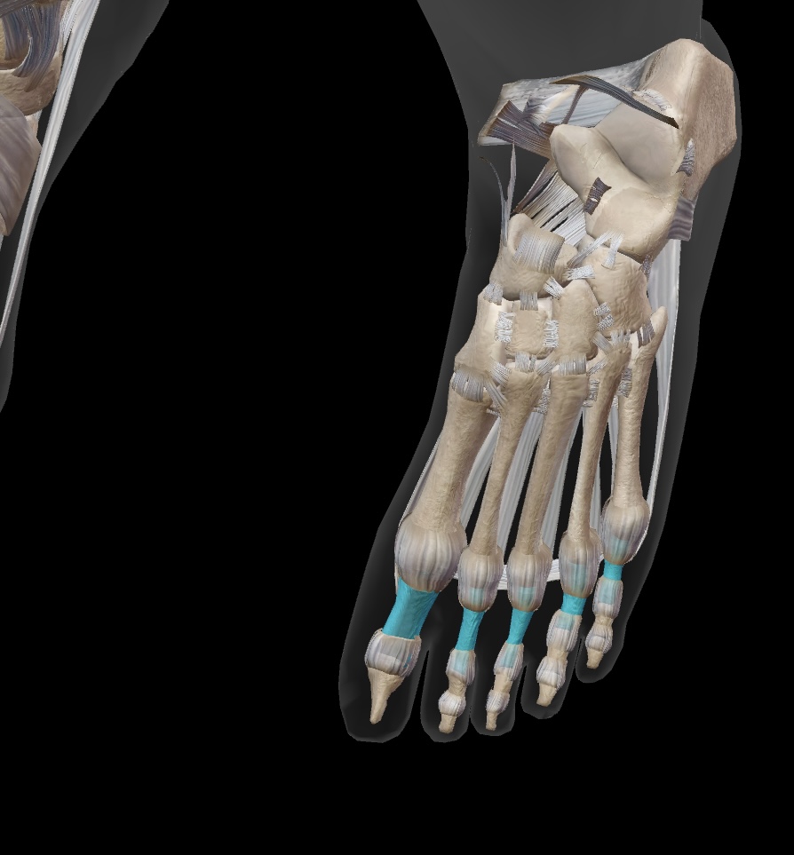 <p>the long bones that are closest to the metatarsals, forming the base of each toe. (Toes 2-5)</p>