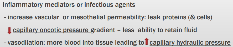 <p>High cellularity and high protein concentration because they are formed due to an inflammatory process</p>