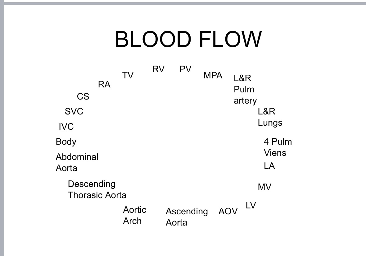 <p>What is the cardiac cycle?</p>