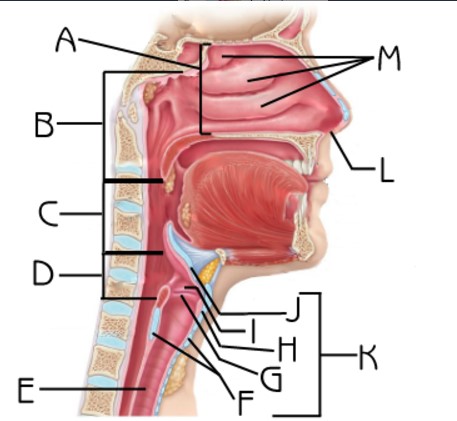 <p>What structure is indicated by G</p>
