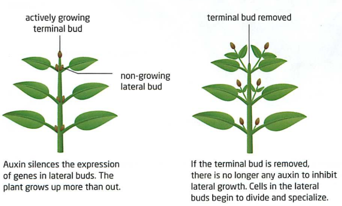<p>Plant hormone created by cells in active growing areas. </p><p>This hormone holds back the development of the cells below and behind them. </p>