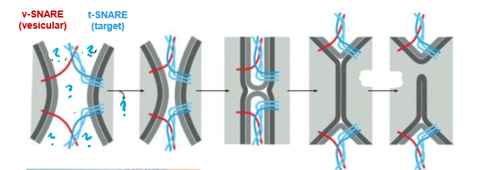 <p>Describe this process</p>