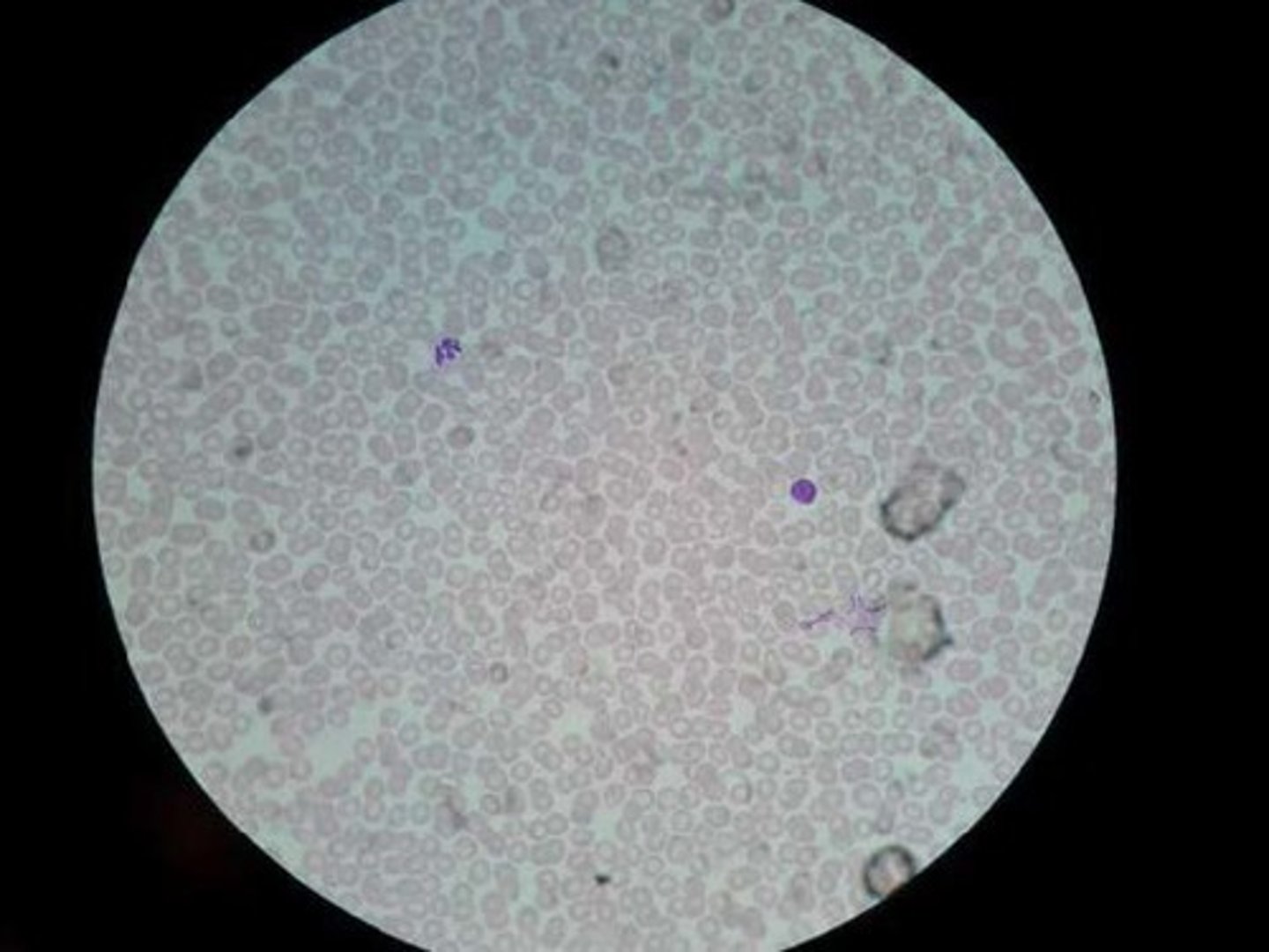 <p>Location: Throughout the body within a closed system of blood vessels and heart chambers.</p><p>Function: Transports substances</p>