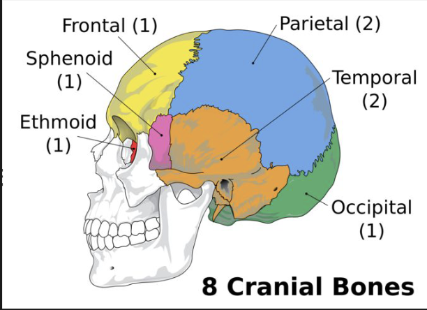 <p>Central Nervous System </p>