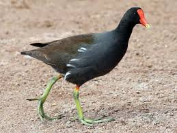 <p>What bird is this?</p>