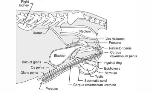 <p>Where is the distal part of the penis in dogs ?</p>