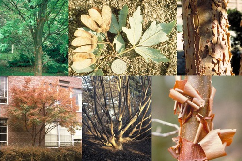 SAPINDACEAE (soapberry family)
-small deciduous tree
-opposite trifoliate leaves
-large samaras, pubescent , and brown
-**Orange papery bark that peels off